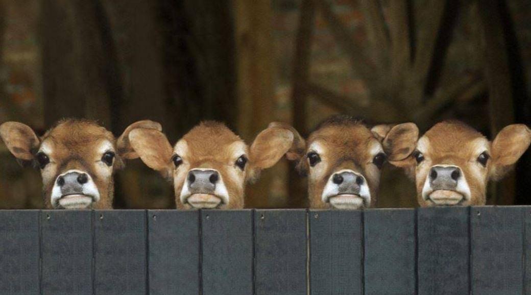Jersey cows