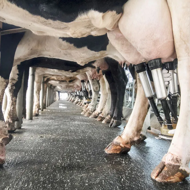 milking